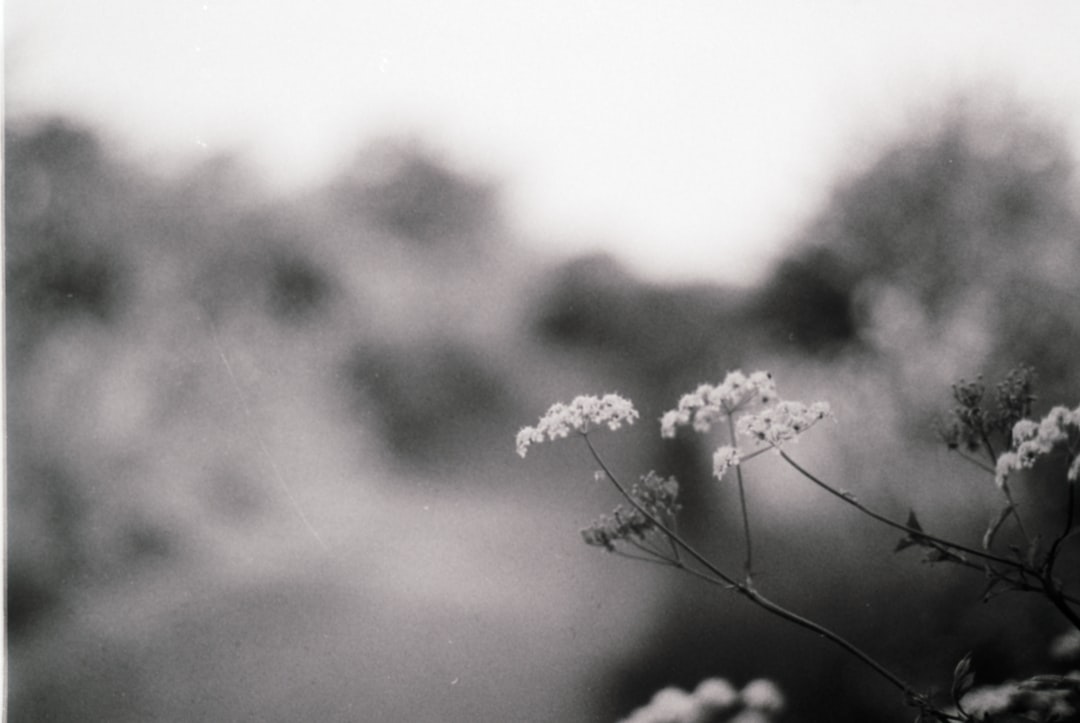 a black and white photo of some flowers