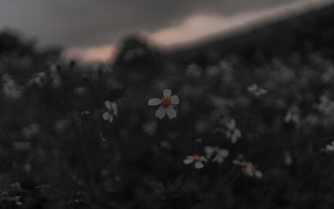 white and orange flowers during sunset